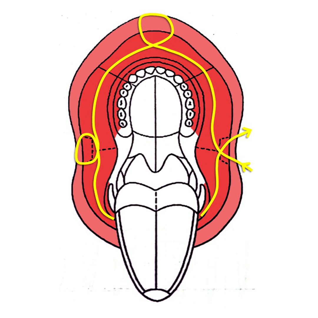 DU_dermato_module1